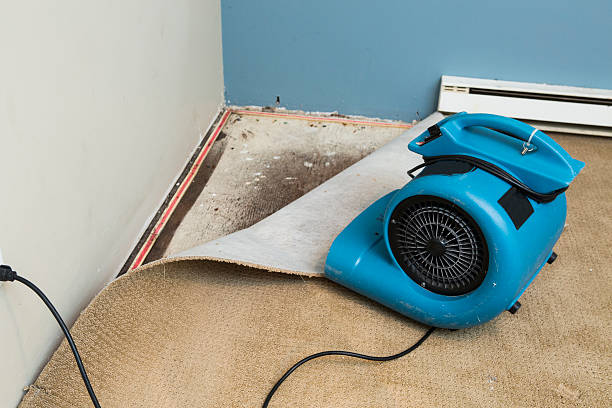 Best Water damage contractors near me  in Lemont, IL